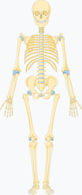 Hangisi vücudumuzdaki kemik türlerinden değildir?