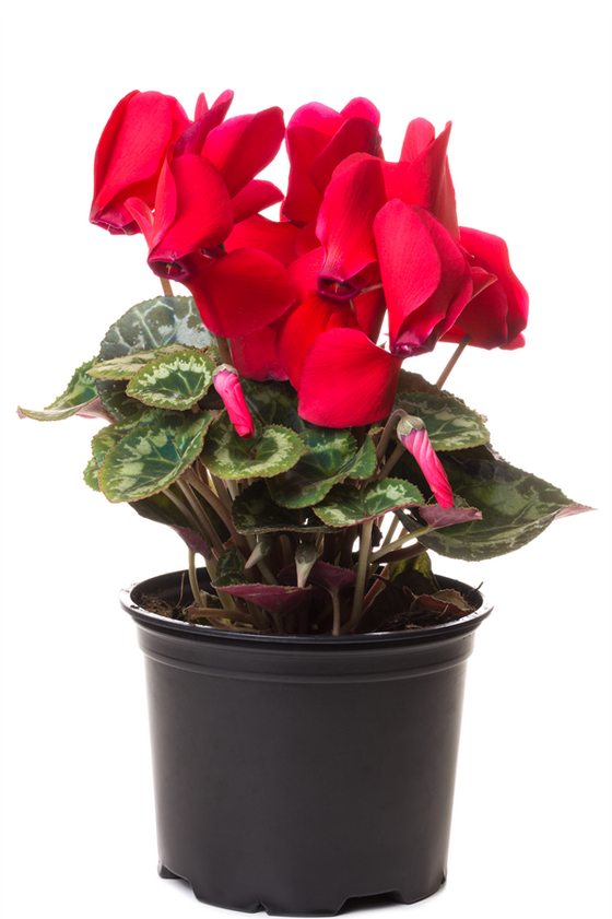 "Siklamen" adlı bitkinin diğer adı nedir?