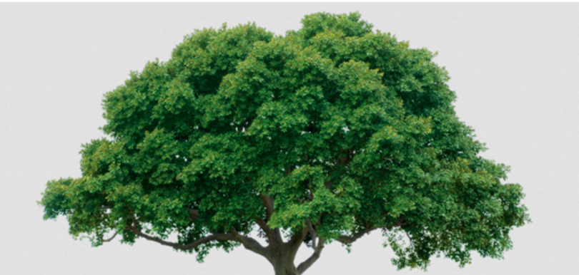 Hangisi iğne yapraklı bir ağaçtır?