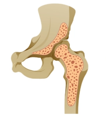 Hangi iki kemik baldırdadır?