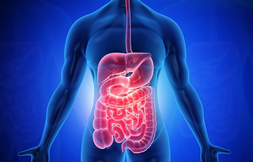 Aşağıdakilerden hangisi sindirim sistemine ait yapılardan değildir?