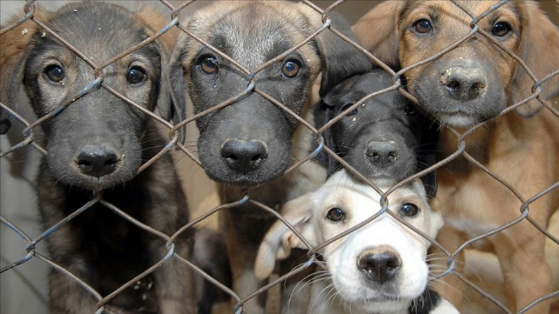Sence Türkiye'deki barınaklarda hayvanlar için iyi koşullar sağlanıyor mu?