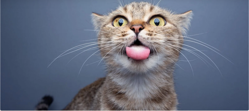 Kedinizin sabah rutini nedir?