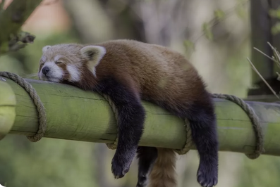 Hangi hayvan hayatı boyunca hiç uyumaz?
