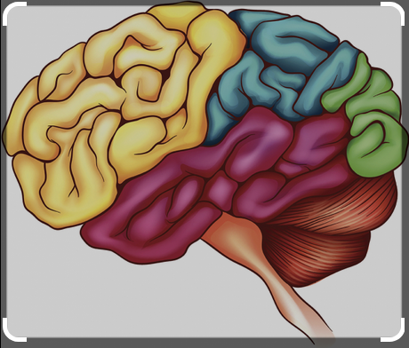 İnsan beyni hangi yaşta en hızlı öğrenme kapasitesine sahiptir?