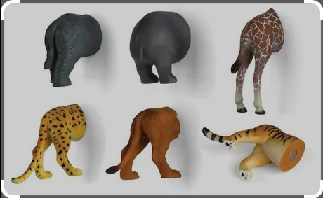 Hangi hayvanın poposu oksijen emebilir?