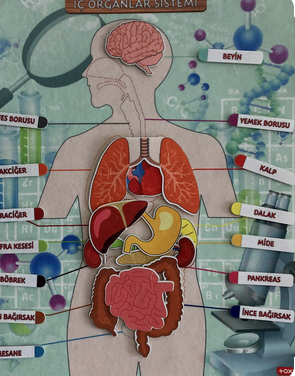 Hangi organın küçülüp büyüyebildiğini biliyor muydun?