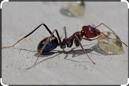 Karıncalar uyur mu?