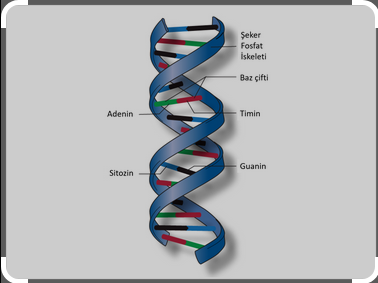 Bir insanın DNA’sı ne kadar uzundur?