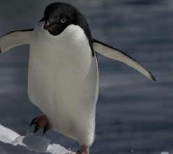 Penguenlerin dizleri var mıdır?