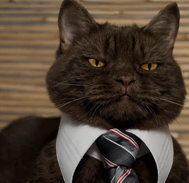 Hangi ülkenin kedileri resmi olarak devlet memuru olabilir?